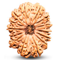14 Mukhi rudraksha